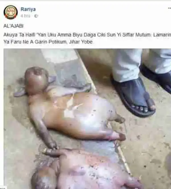 Panic As Goat Gives Birth To Creatures In 